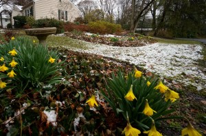 Confused Daffodils on Cedar Lane, 3-25-13