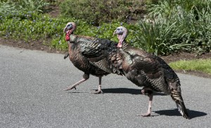 Turkeys crossing the road